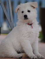 Mâle Collier ROUGE : MAVERICK